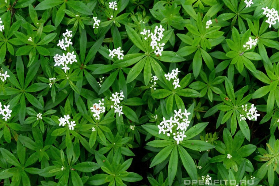 Подмаренник болотный (Galium palustre)