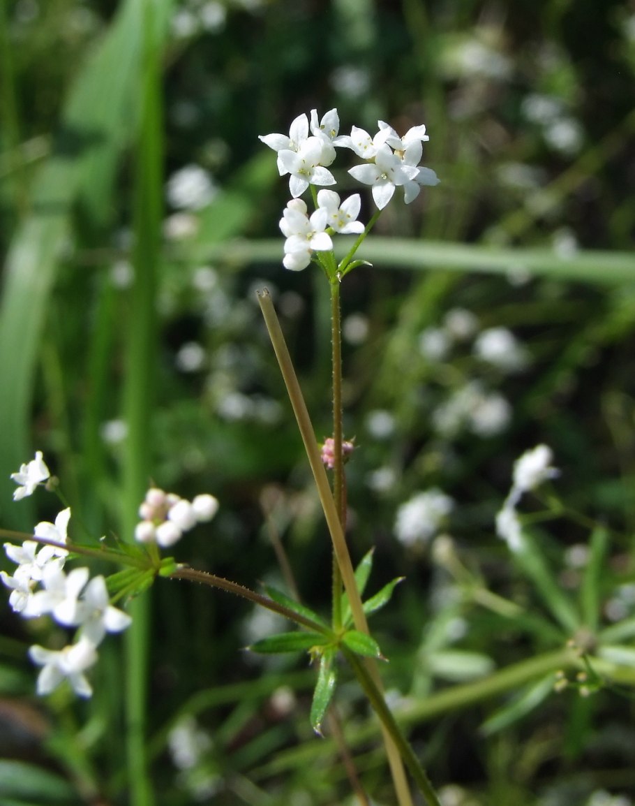 Galium uliginosum
