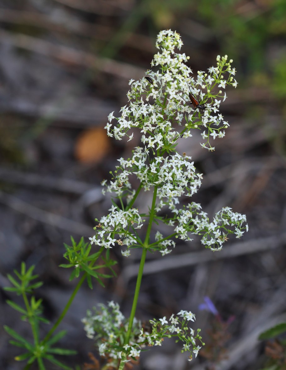 Galium trifidum