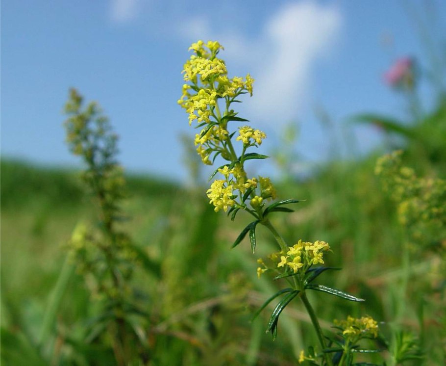 Золотарник даурский (solidago dahurica)