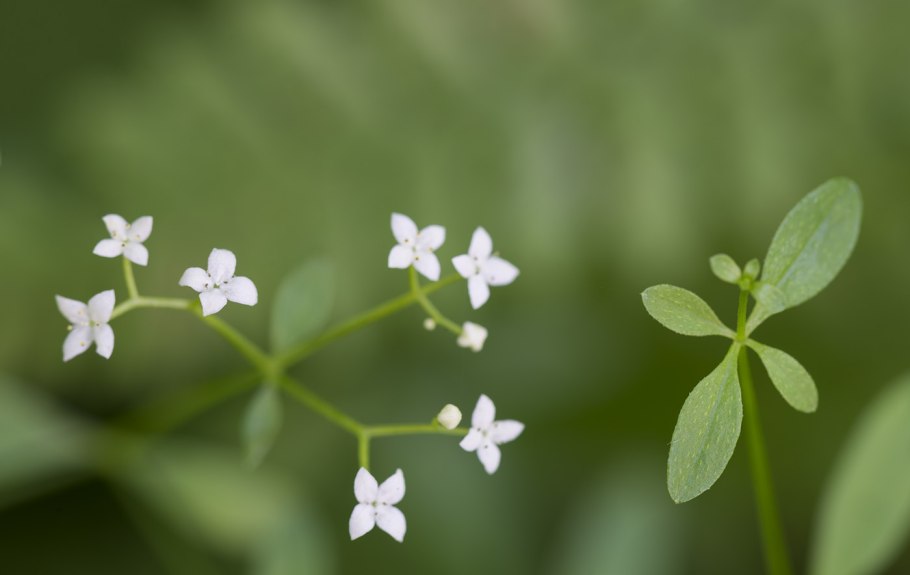 Подмаренник топяной (Galium uliginosum)
