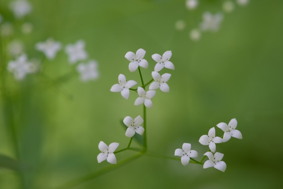 Подмаренник топяной