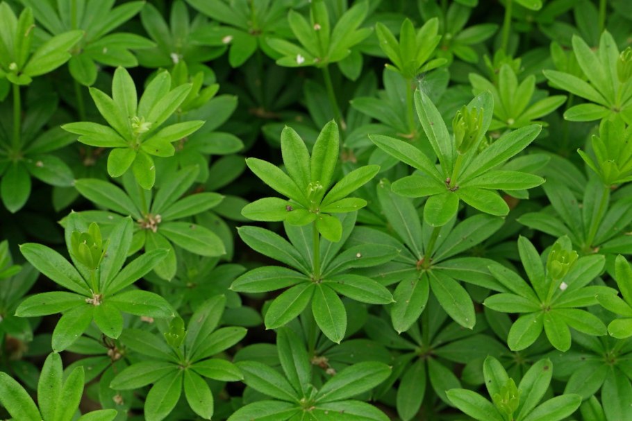 Подмаренник galium odoratum