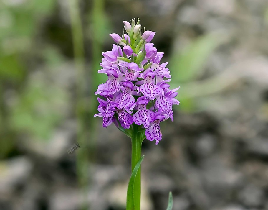 Ятрышник Пальчатокоренник пятнистый