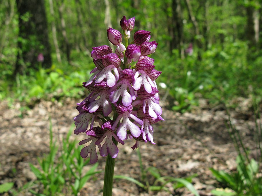Северная Орхидея ятрышник