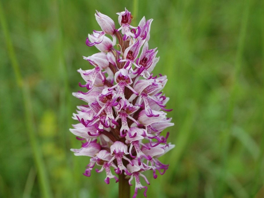 Ятрышник болотный