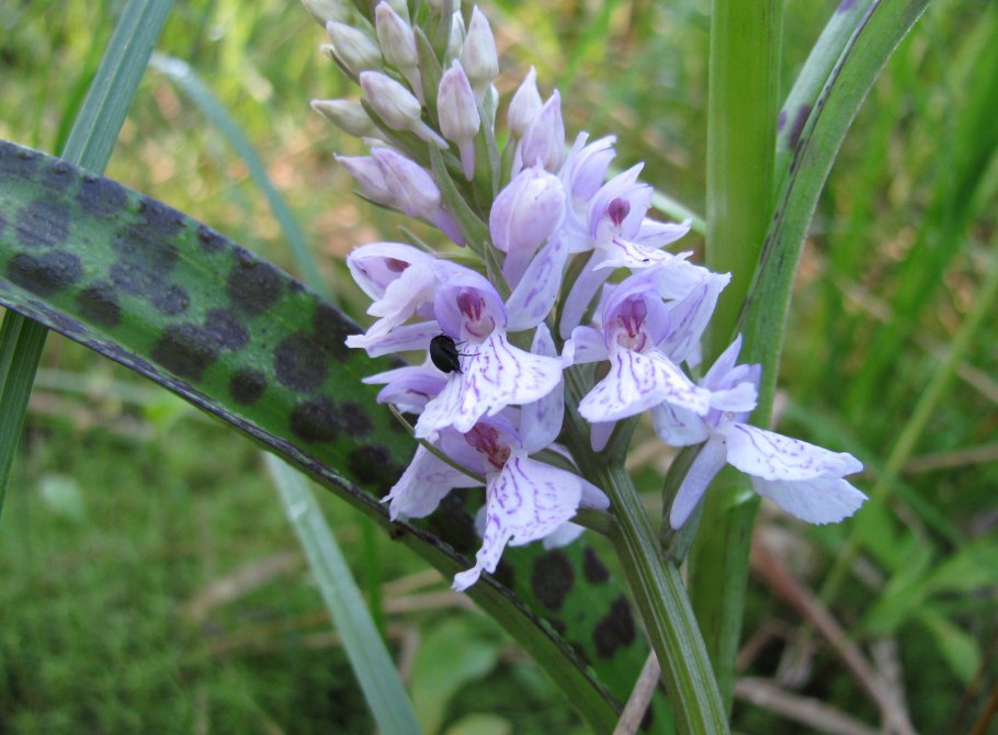 Ятрышник Пальчатокоренник пятнистый
