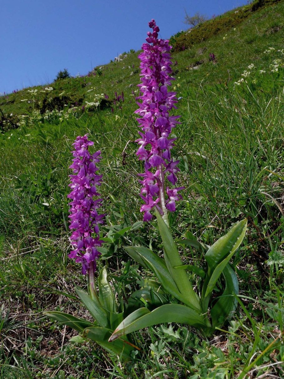 Ятрышник итальянский (Orchis Italica)