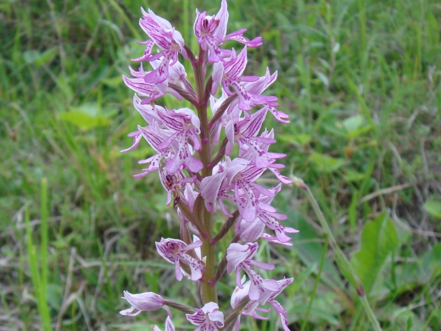 Ятрышник шлемоносный (Orchis militaris),