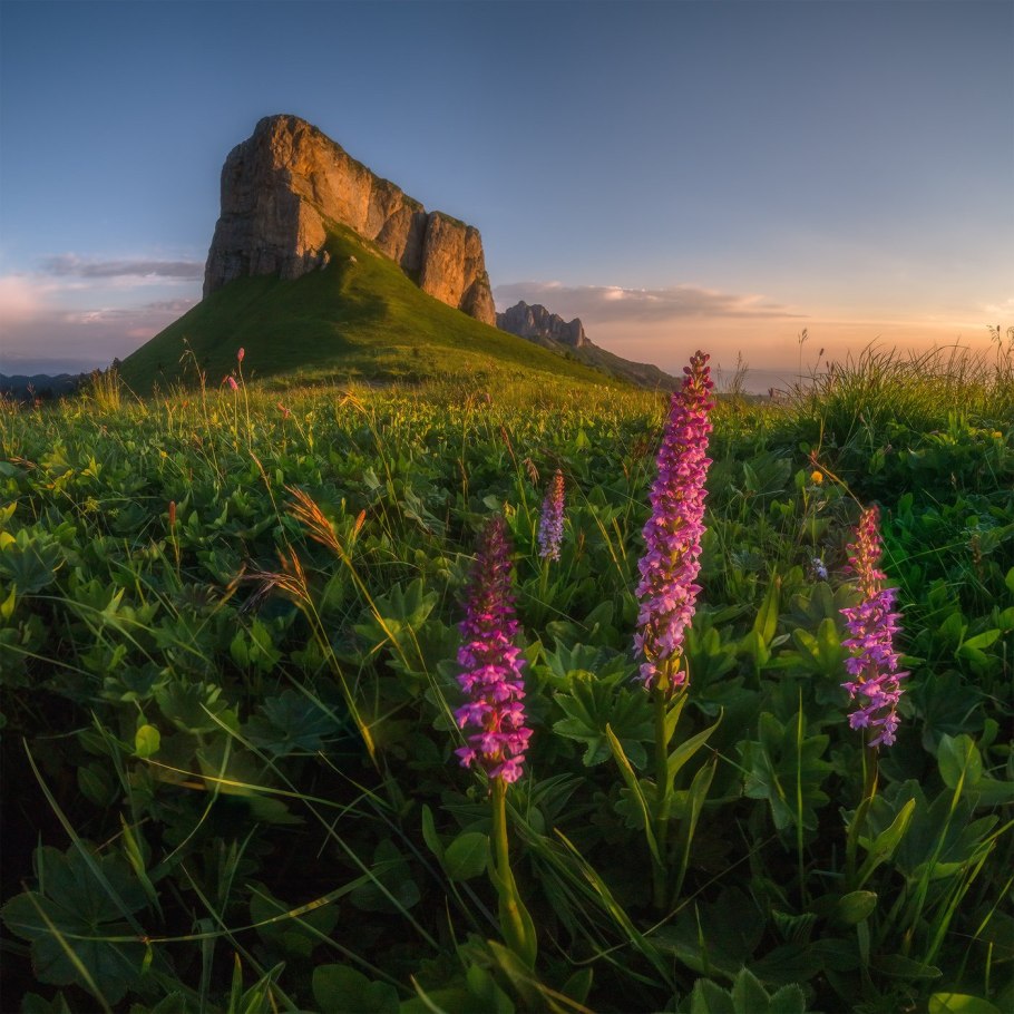 Ятрышник пятнистый