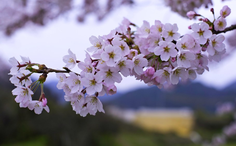 Черри блоссом дерево