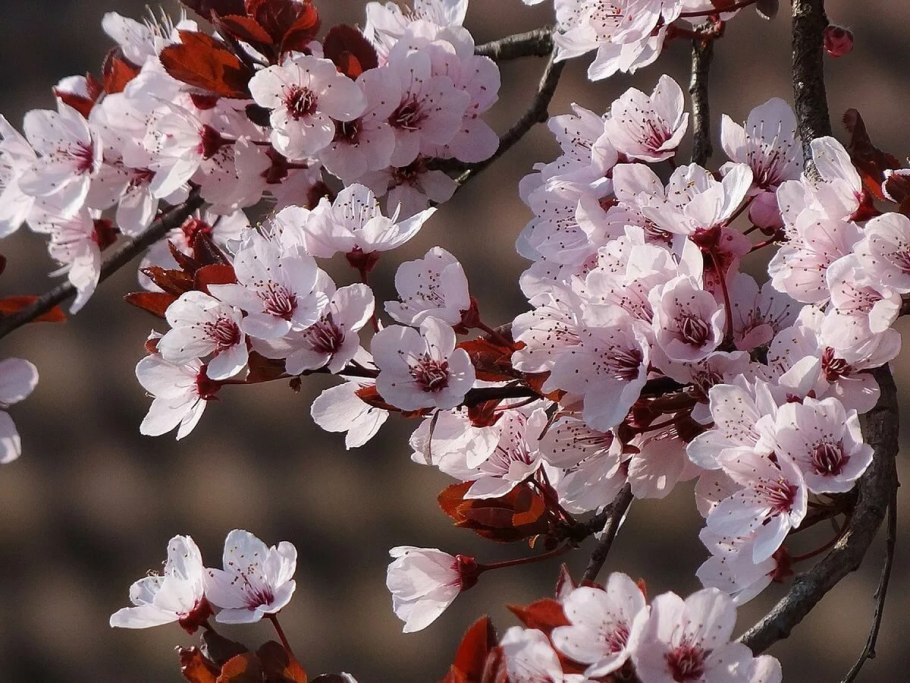 Цветы вишни