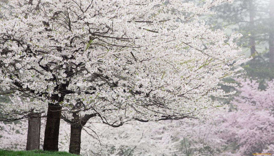 Белая Сакура дерево