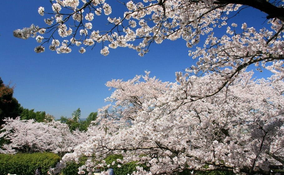 Цветущая вишня дерево