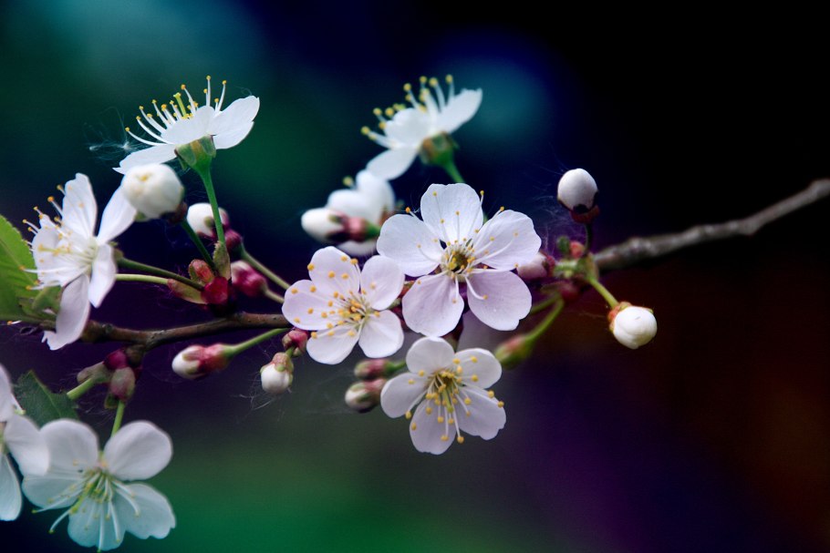 Цветение вишни