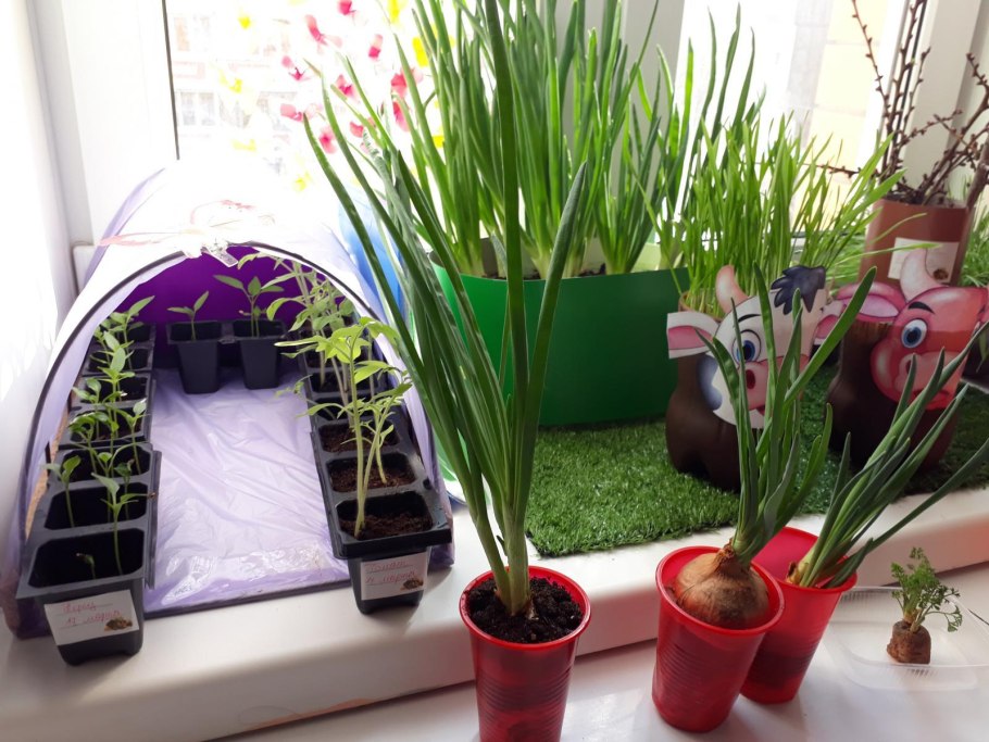 Мини сад на подоконнике