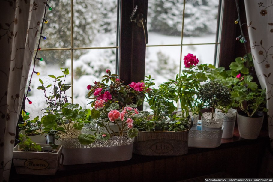 Красивые цветы на подоконнике