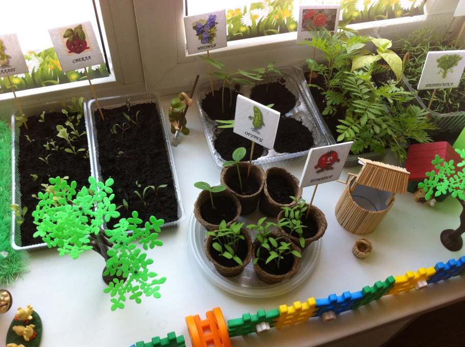 Огород на подоконнике в детском саду средняя группа