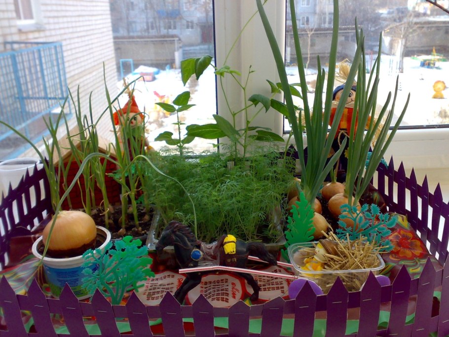 Огород на окне в детском саду