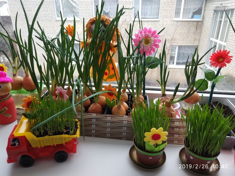 Огород на подоконнике в детском саду