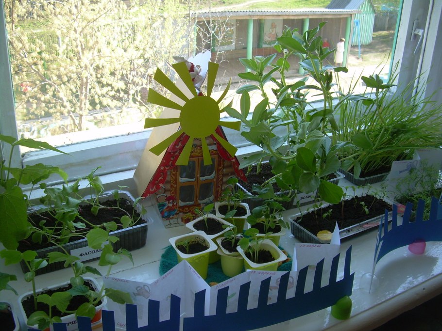Огород на окне в детском саду подготовительная группа
