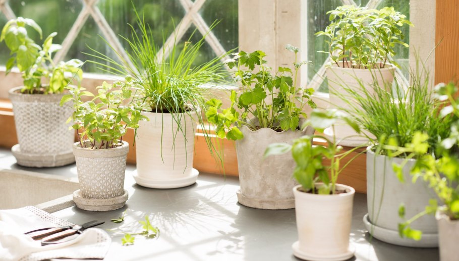 Огород на окне в детском саду