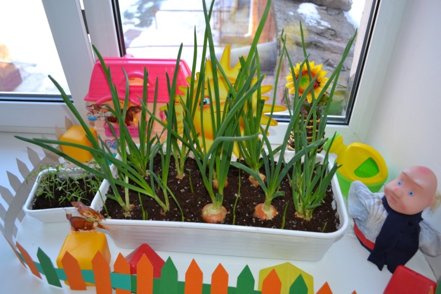 Огород на подоконнике