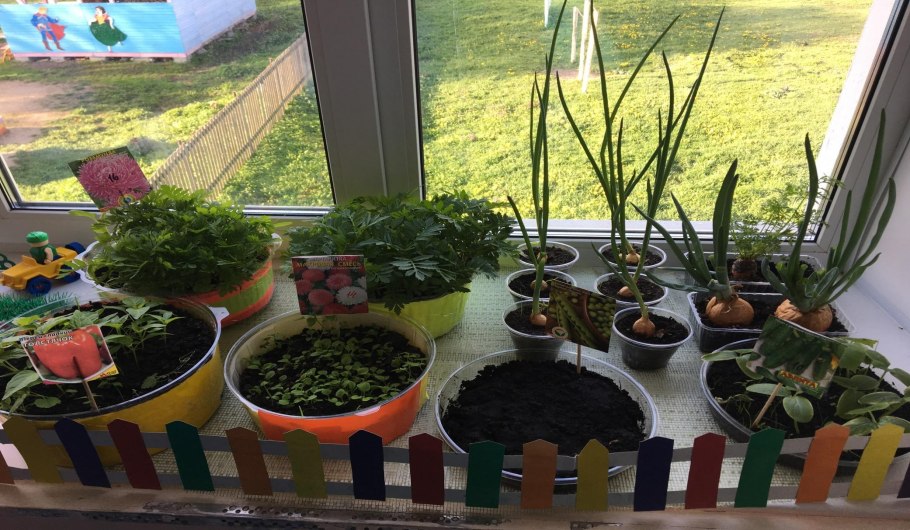 Суккуленты досветка