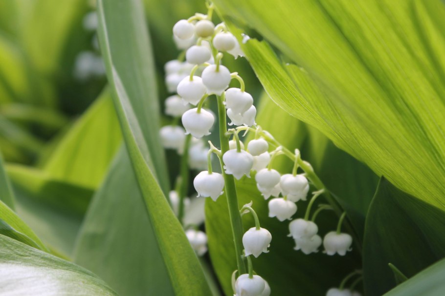 Ландыш Майский ядовитое растение
