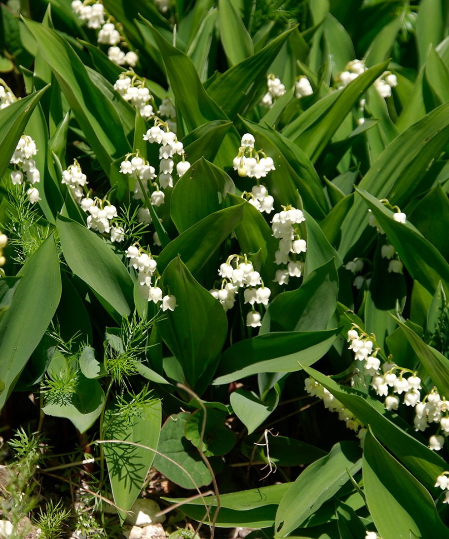 Ландыш convallaria majalis