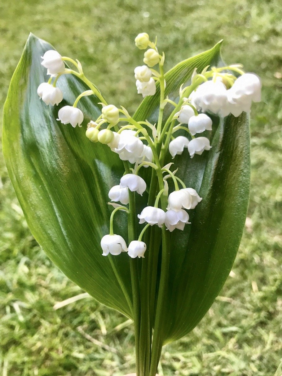 Ландыш convallaria majalis