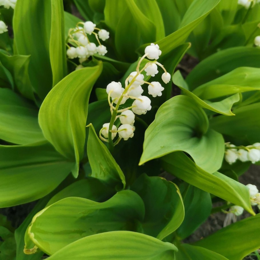 Ландыш растение