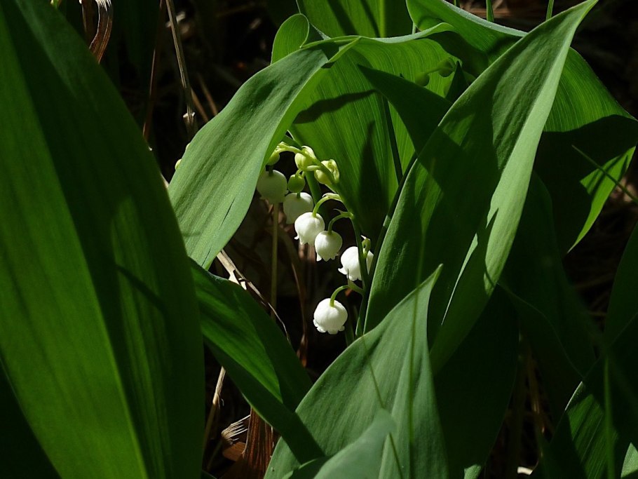 Ландыши садовые