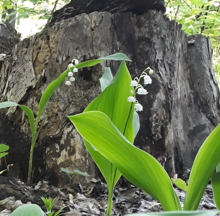Горный ландыш