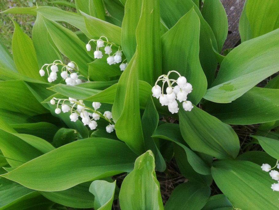 Ландыш майский convallaria majalis