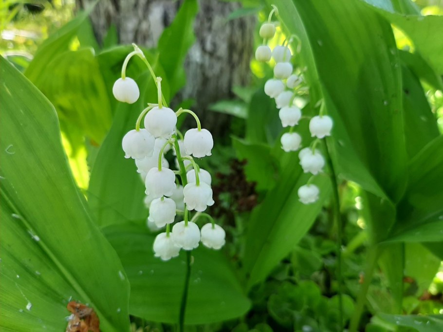 Желтые Ландыши