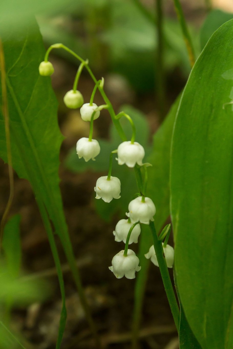 Ландыши майские