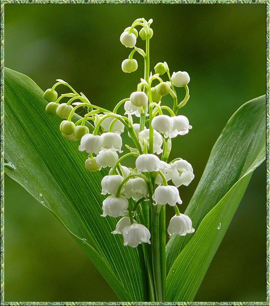 Ландыш майский хардвик холл
