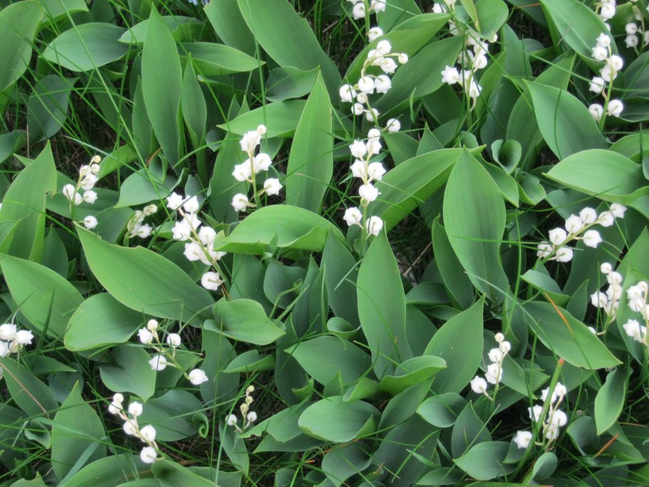 Ландыш горный Convallaria Montana