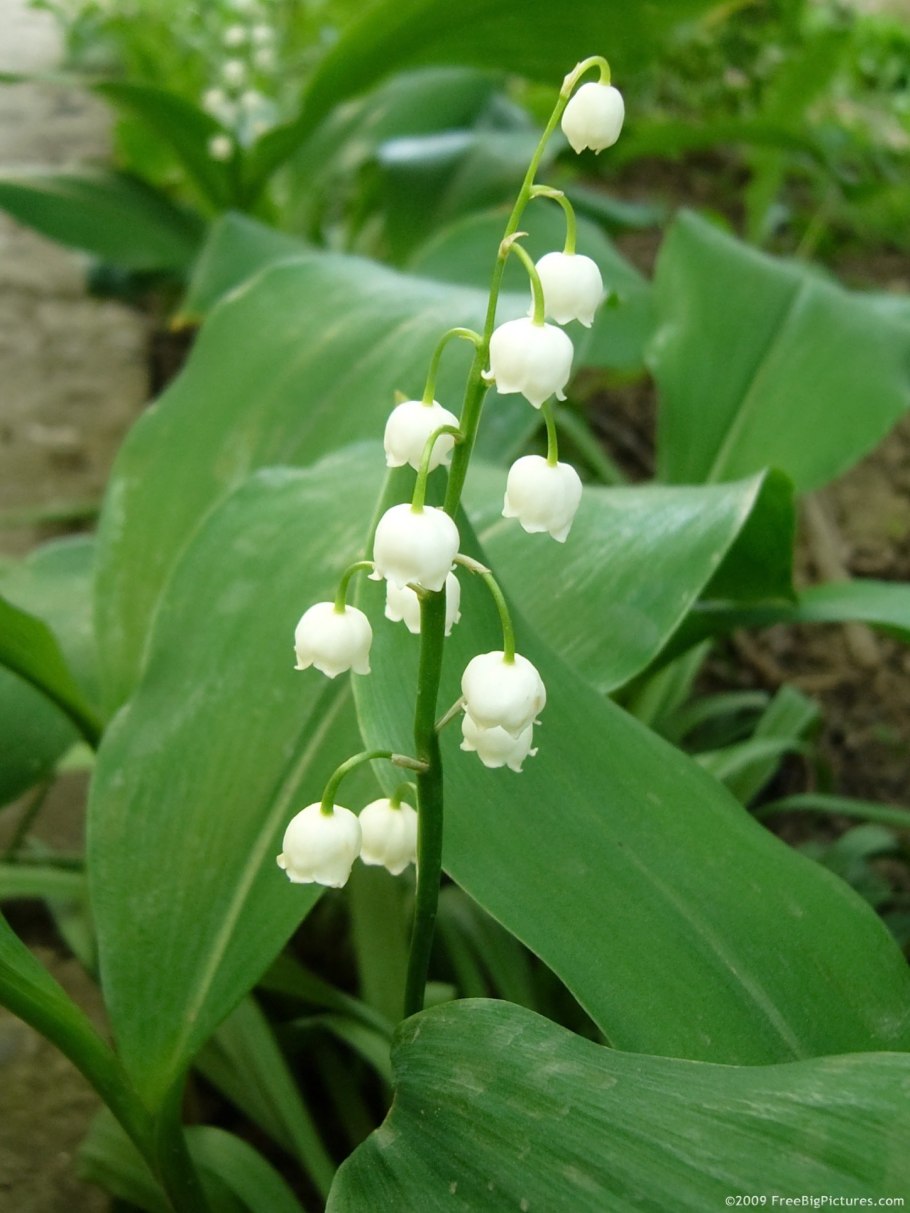 Ландыш горный Convallaria Montana