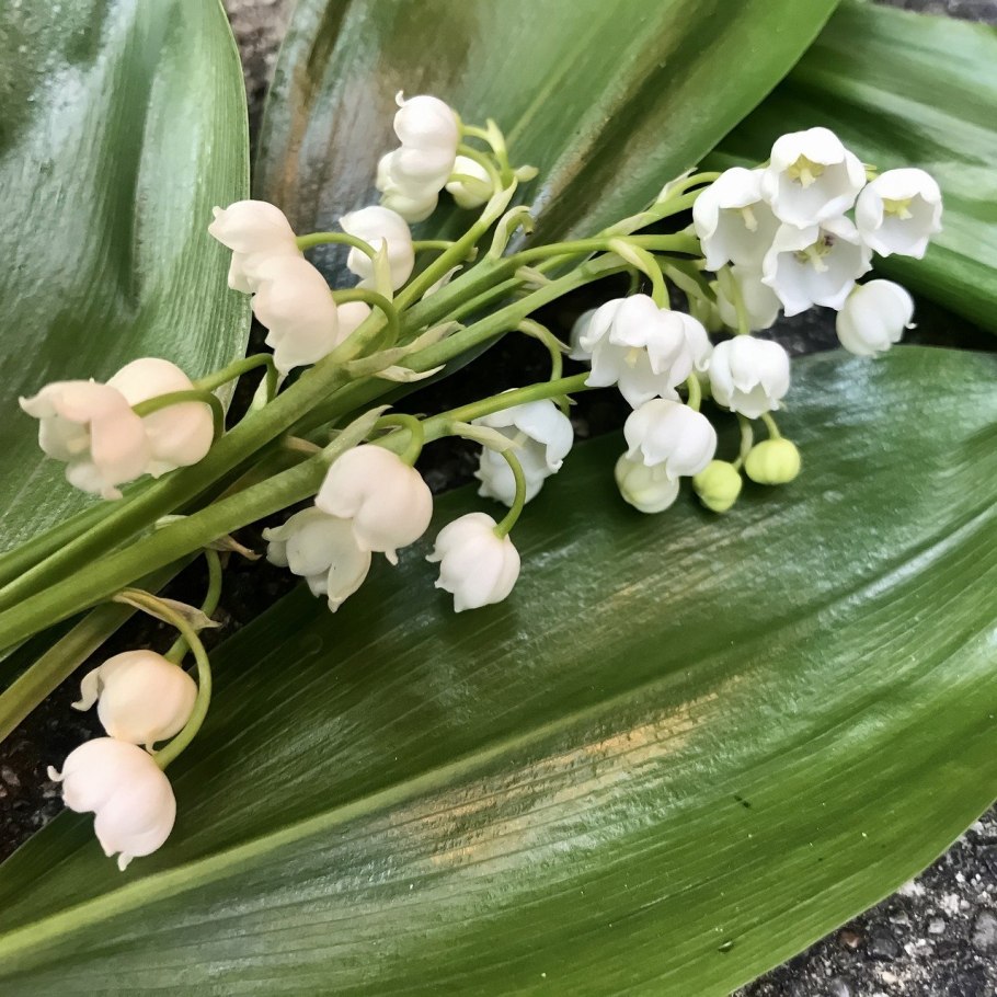 Ландыш майский