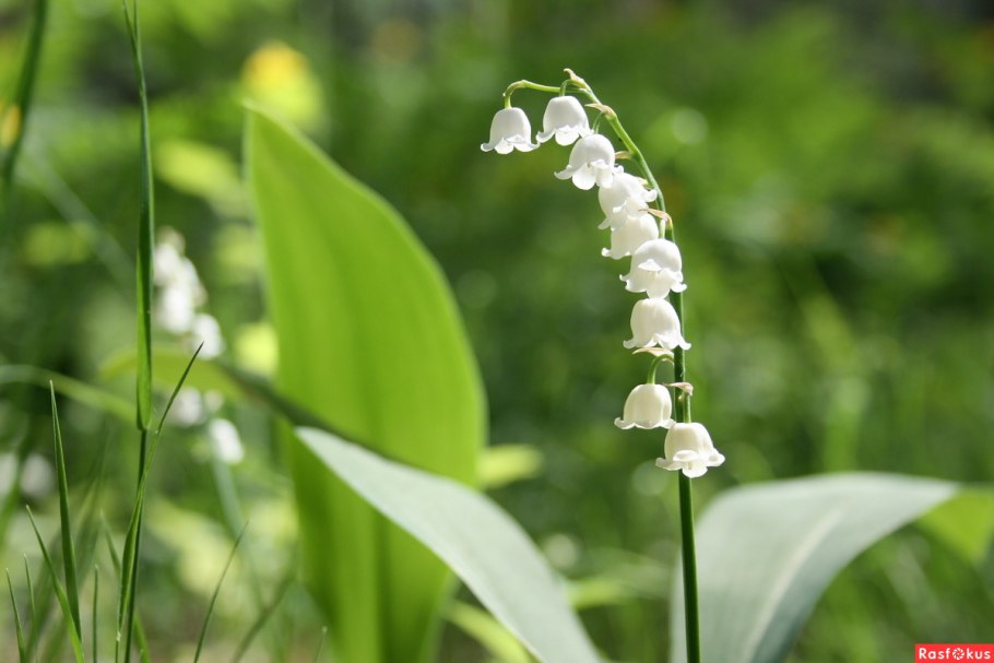 Ландыш горный convallaria montana
