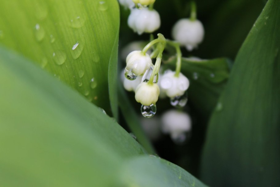 Convallaria majalis