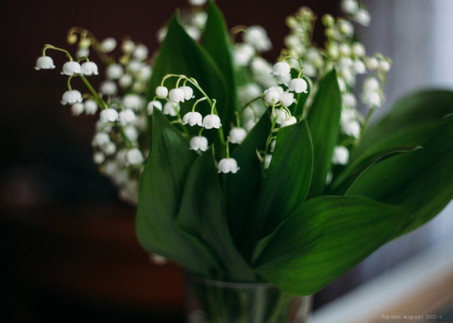 Ландыши цветок