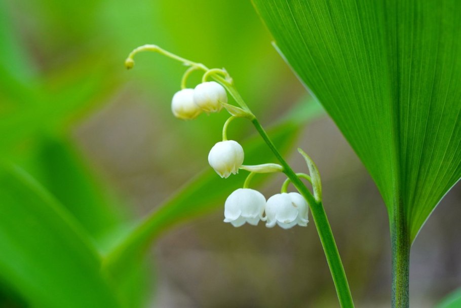 Ландыш майский соцветие