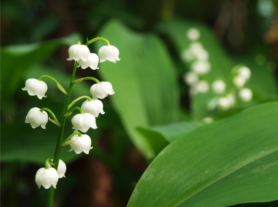 Ландыши майские