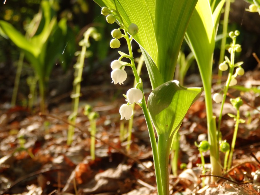 Королевский ландыш купена