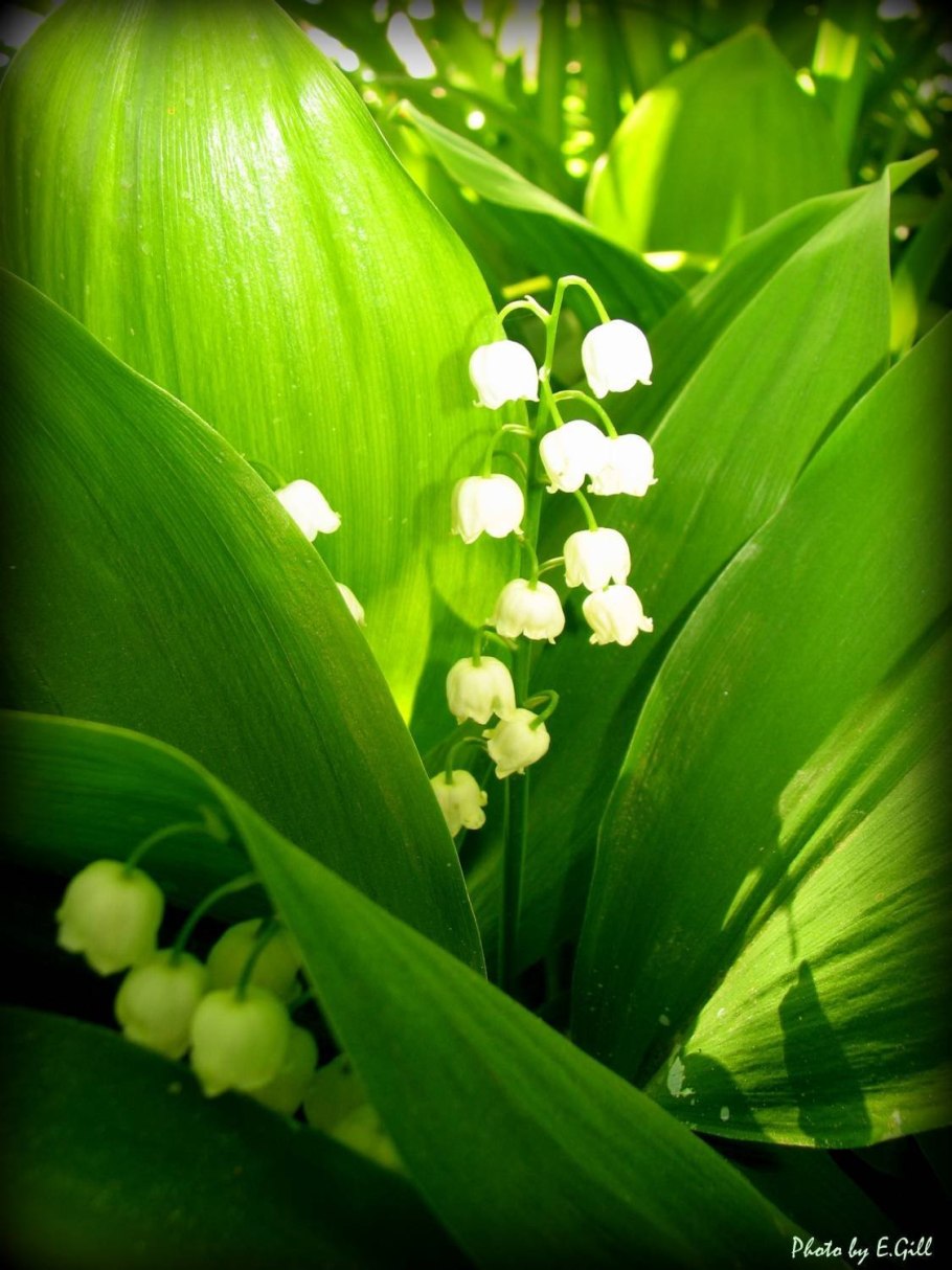 Растение ландыш