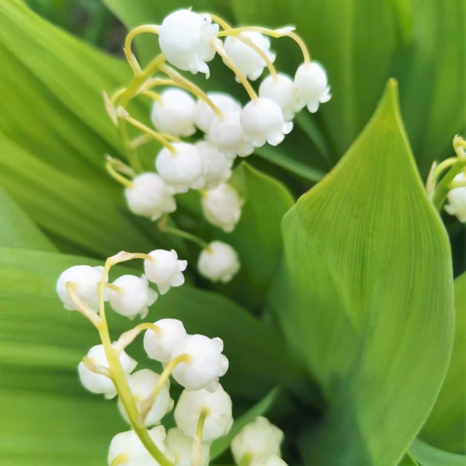 Ландыш майский розеа