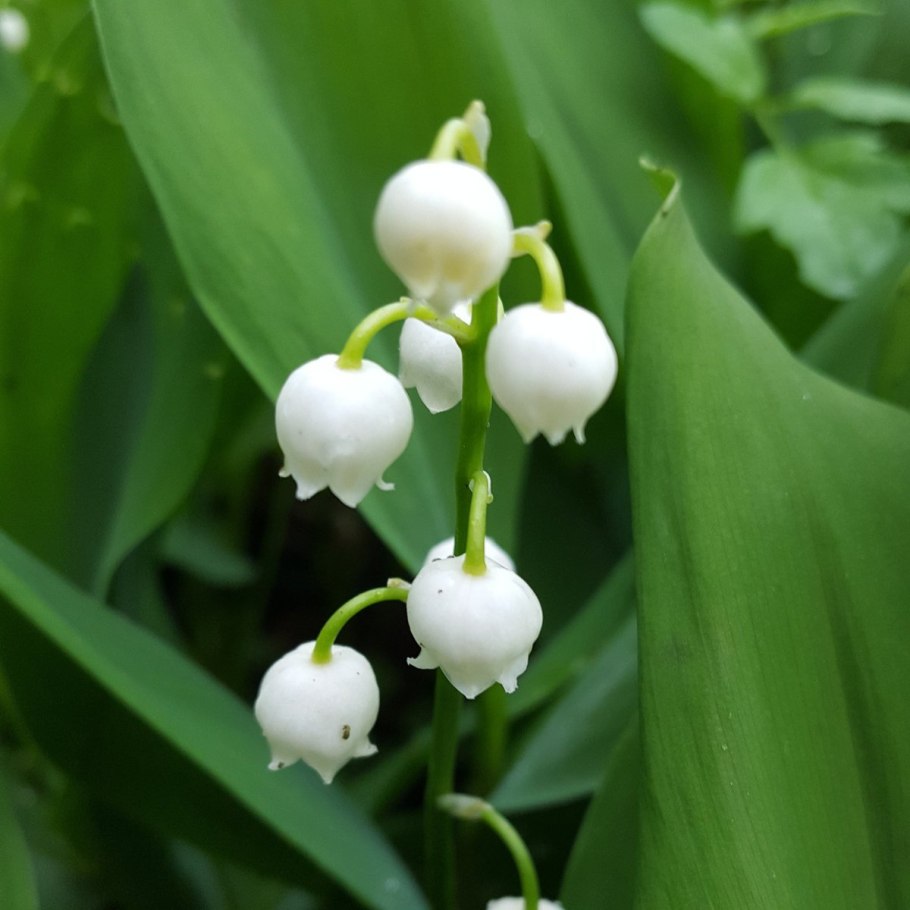 Ландыш Майский